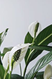 Peace lily flowers fragments on a light background. Inflorescence of Spathiphyllum with foliage