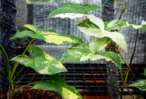 Syngonium Albo variegated plant leaf close up. White Variegation leaf